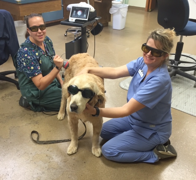 Laser Therapy - Reduce Inflammation & Pain and Speed Healing