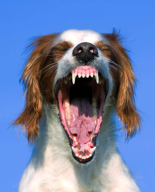 Dog with teeth showing
