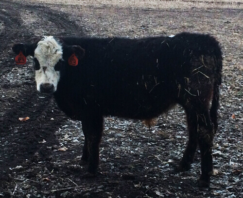 ultrasound on cow ultrasound on cow