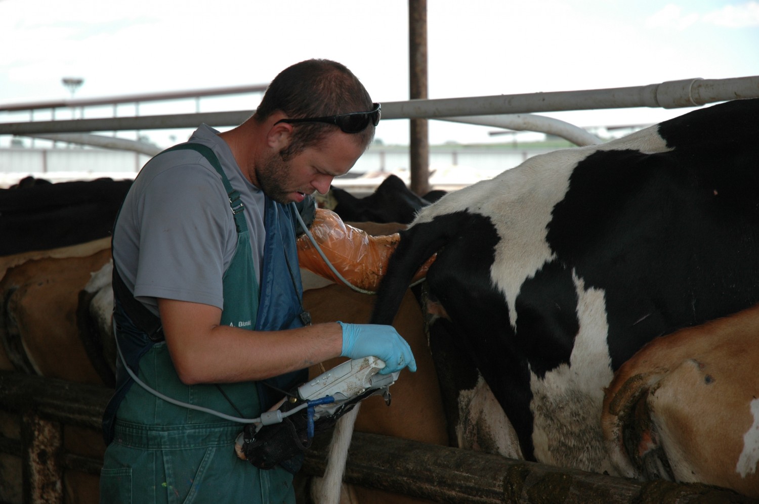 ultrasound on cow