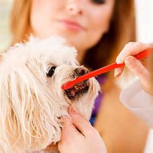 Please brush my teeth everyday! Please brush my teeth everyday!