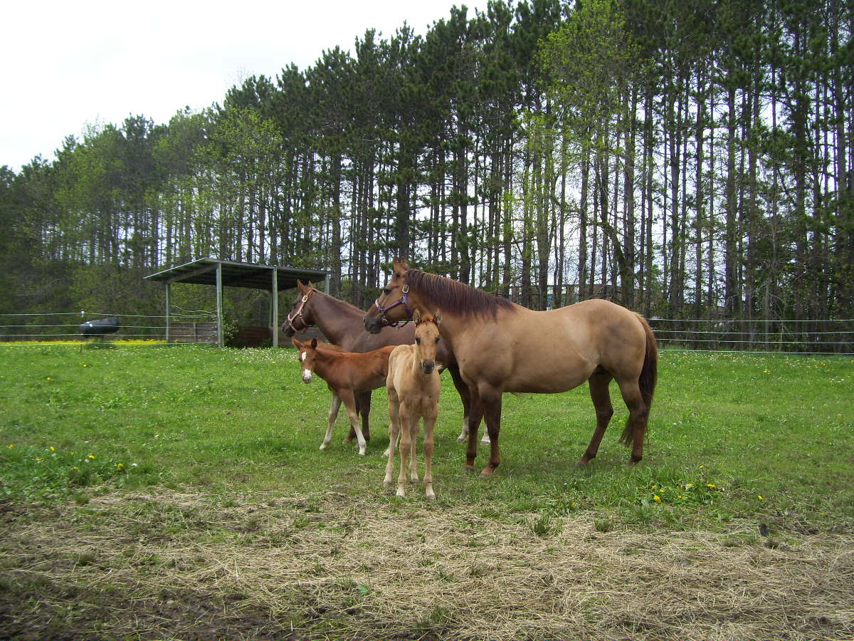 group of horses