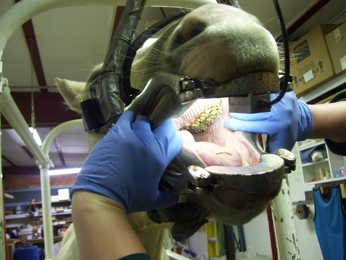 equine dental